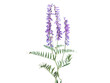 Purple flower of tufted vetch isolated on white