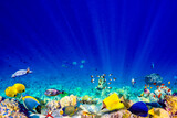 Fototapeta Do akwarium - The magnificent underwater world of the Maldives.
