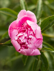 Wall Mural - pink peony flower with raindrops