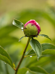 Wall Mural - pink peony flower with raindrops