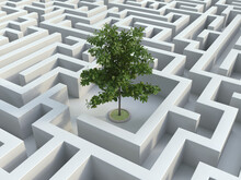 Tree Inside A Maze, Small Green Park  Surronuded By Concrete Labyrinth 3d Rendering