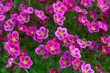 A lot of blooming purple saxifrage flowers, natural background