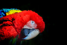 Red And Yellow Macaw