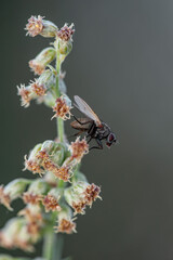 Wall Mural - Exotic Drosophila Fly Diptera Parasite Insect Macro