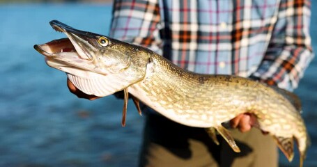 Wall Mural - fisherman holding big pike fish in hands on lake background