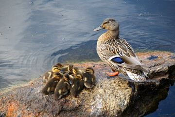 Wall Mural - A duck and ducklings