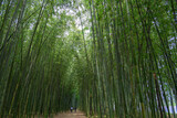 Fototapeta Dziecięca - 空を覆い尽くすような深い竹林の散歩道