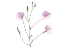 Pink Flower Of Dwarf Morning Glory Isolated On White