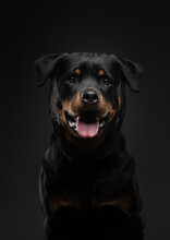 Rottweiler On A Black Background. Handsome Black Dog On Dark