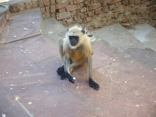 Wall Mural - Gray langur monkey also known as hanuman langurs relaxing and watching people