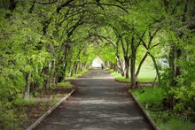 Green Tunnel Of Trees In The City Park