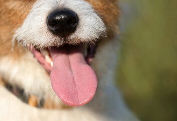 Wall Mural - Happy jack russell terrier puppy panting, smiling in summer. Dog tongue, face, nose.