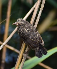 Wall Mural - Juvenile Red Wing Blackbird