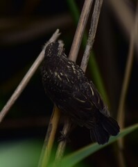 Wall Mural - Juvenile Red Winged Blackbird