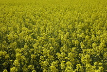 Wide Shiny Yellow Raps Field (Brassica Napus), Sunny Spring Day (horizontal), Gleidingen, Sarstedt, Lower Saxony, Germany
