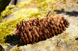 A pine cone lies in its natural environment on a sawn-off tree stump overgrown with moss.