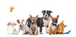 Large group of many dogs and cats standing in a row isolated on white