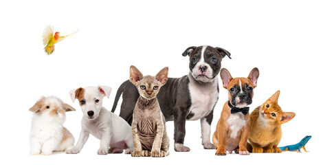 Wall Mural - Large group of many dogs and cats standing in a row isolated on white