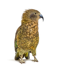 Wall Mural - Kea, Nestor notabilis, or Alpine parrot, ruffling in front of white background