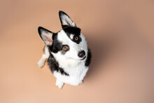 Welsh Corgi Pembroke Breed Dog Of Black, Tan And White Color On Empty Tan Background
