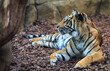 Side Profile of a beautiful Sumatran Tiger (Panthera tigris) sondaica against a natural background -  focus is on the face