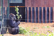 Captive Western Lowland Gorilla Gorilla sitting against a glass viewing window while eating leaves, with a nice back reflection