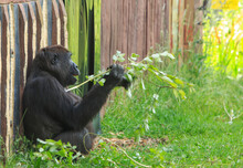 Western Lowland Gorilla Sitting On Lush Green Grass Feeding, On A Leaf Filled Branch