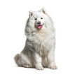 White samoyed dog