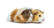 Two Tri colored long haired Guinea pig