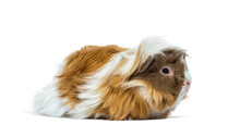 Portrait Side View Of A Tri Colored Long Haired Guinea Pig, Isolated On White
