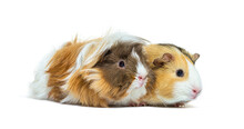 Two Tri Colored Long Haired Guinea Pig