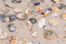 Beautiful Sea Shells Lie On The White Sand On The Beach.