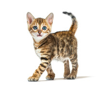 Bengal Kitten Walking And Looking A The Camera, Six Weeks Old, Isolated On White