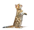 Bengal cat kitten on hind legs begging, six weeks old, isolated on white