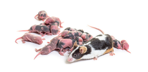 Wall Mural - mother mouse and few days old hairless pups - mus musculus domes
