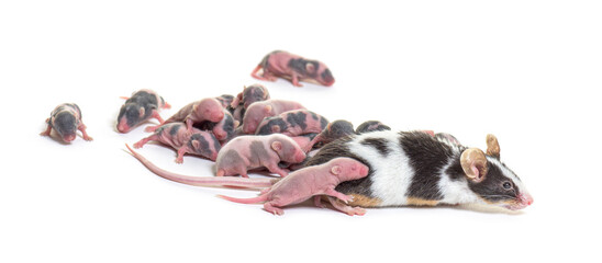 Wall Mural - colony of fancy mouse, few days old hairless pups and mother - m