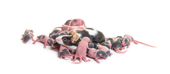 Wall Mural - colony of fancy mouse, few days old hairless pups and mother - m