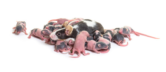Wall Mural - nest of fancy mouse, six days old hairless pups and mother - mus