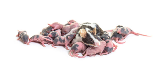 Wall Mural - mother mouse and few days old hairless pups - mus musculus domes