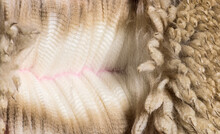 Close-up Of Spreading  Alpaca Wool Or Fiber - Lama Pacos