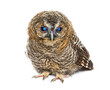 One month old Tawny Owl closing its eyelids, Strix aluco, isolat