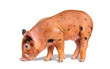 Young pig siniffing the ground (mixedbreed), isolated