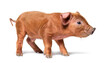 Profile Young pig (mixedbreed), isolated