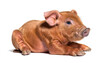 Young pig lying down looking at the camera(mixedbreed), isolated