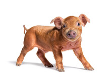 Standing Young Pig Looking At The Camera (mixedbreed), Isolated
