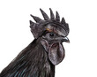 Portrait, close-up of a Ayam Cemani rooster, isolated on white