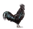 Profile view of a Ayam Cemani rooster, chicken, isolated on whit