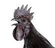 Portrait of a Ayam Cemani rooster chicken singing, isolated on w