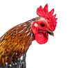 Close-up on a crested head of a Serama rooster