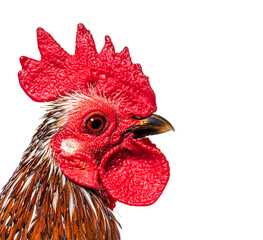 Wall Mural - Close-up on a crested head of a Serama rooster